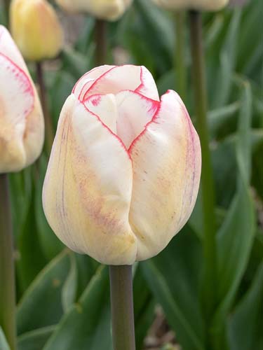 TULIPÁN Hugs and Kisses 12/+, 100 ks